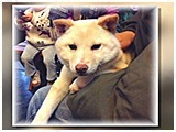 クー きょうのわんこ 写真2