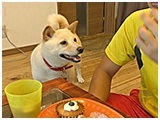 クー きょうのわんこ 写真3