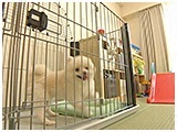 モコ きょうのわんこ 写真3