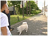 モコ きょうのわんこ 写真4