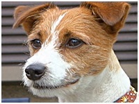 ラフ きょうのわんこ 写真1
