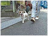 ラフ きょうのわんこ 写真2
