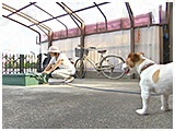 ラフ きょうのわんこ 写真3
