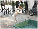 ラフ きょうのわんこ 写真4