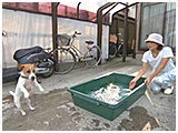 ラフ きょうのわんこ 写真5