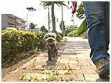 キャロル きょうのわんこ 写真2