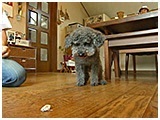 キャロル きょうのわんこ 写真5