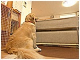 モコ きょうのわんこ 写真2