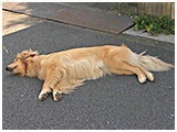モコ きょうのわんこ 写真5