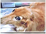文磨・九 きょうのわんこ 写真3