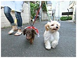 文磨・九 きょうのわんこ 写真4