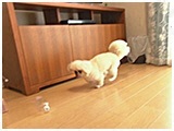しゅう きょうのわんこ 写真4