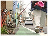 レイア きょうのわんこ 写真2