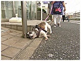 レイア きょうのわんこ 写真3