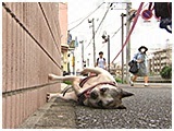 レイア きょうのわんこ 写真4