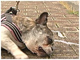 レイア きょうのわんこ 写真5