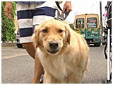 大豆 きょうのわんこ 写真4