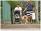 大豆 きょうのわんこ 写真5