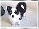 ジェシー きょうのわんこ 写真2