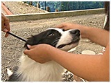 ジェシー きょうのわんこ 写真3