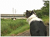 ジェシー きょうのわんこ 写真4