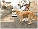 ナナ きょうのわんこ 写真2