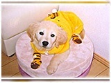 ナナ きょうのわんこ 写真3