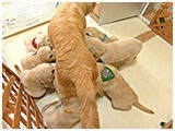 ナナ きょうのわんこ 写真4