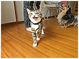 アギト きょうのわんこ 写真4