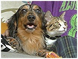 アギト きょうのわんこ 写真5