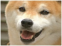だいすけ きょうのわんこ 写真1