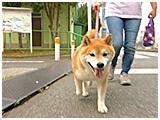 だいすけ きょうのわんこ 写真3