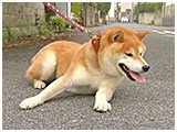 だいすけ きょうのわんこ 写真4