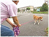 だいすけ きょうのわんこ 写真5