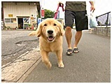 ゴンザレス きょうのわんこ 写真2