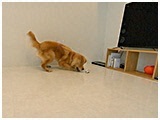 ゴンザレス きょうのわんこ 写真3