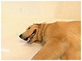 ゴンザレス きょうのわんこ 写真4