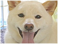 てまり きょうのわんこ 写真1