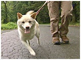 てまり きょうのわんこ 写真2