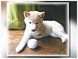 てまり きょうのわんこ 写真3