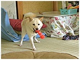 てまり きょうのわんこ 写真5
