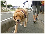 バヴ きょうのわんこ 写真2