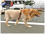 バヴ きょうのわんこ 写真3