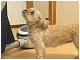 メイ きょうのわんこ 写真3