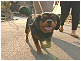 ジョニー きょうのわんこ 写真2