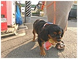 ジョニー きょうのわんこ 写真3