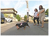 ジョニー きょうのわんこ 写真5
