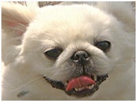 くう きょうのわんこ 写真1
