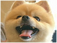 ぽん太 きょうのわんこ 写真1