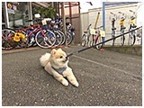 ぽん太 きょうのわんこ 写真4